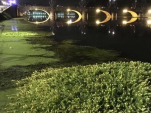 Proliferazione di vegetazione e rifiuti nel fiume Po a Torino. Ecco quello che sappiamo