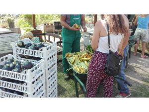 Recupero di cibo nei mercati a Milano: 194 kg in una sola giornata in via Esterle/Cambini