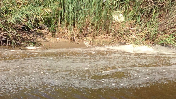 Immagine: Inquinamento tra Pomezia e Ardea, torrente Rio Torto diventa giallo e pieno di schiuma