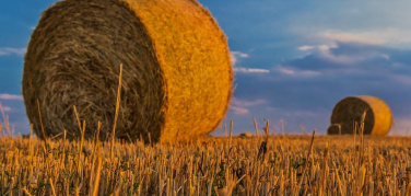 Regione Lazio approva proposta di legge su Filiera Corta. Legambiente “Un passo fondamentale per un’agricoltura sana e sostenibile nel Lazio”