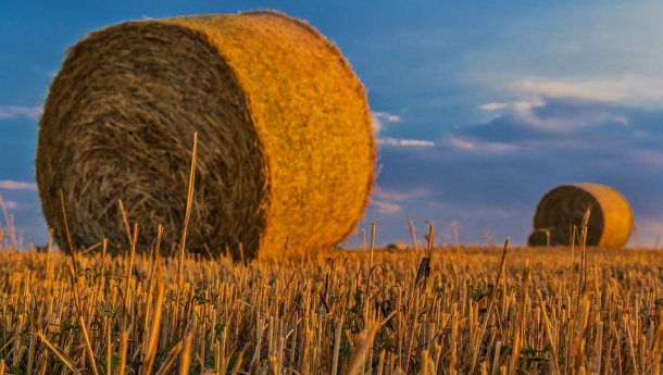Immagine: Regione Lazio approva proposta di legge su Filiera Corta. Legambiente “Un passo fondamentale per un’agricoltura sana e sostenibile nel Lazio”