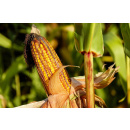 Immagine: Domenica 16 ottobre giornata mondiale dell'alimentazione: il decalogo del WWF