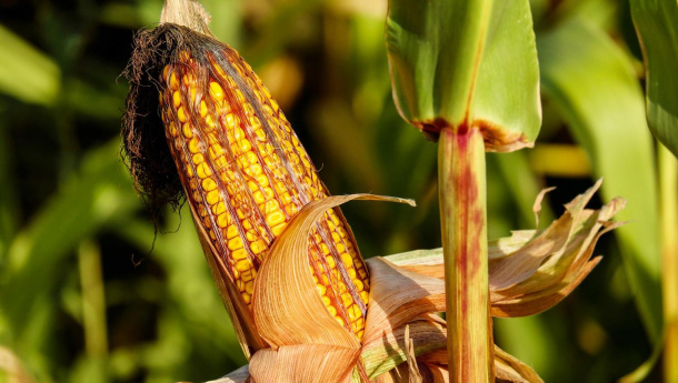 Immagine: Domenica 16 ottobre giornata mondiale dell'alimentazione: il decalogo del WWF