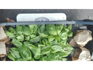 Quartieri Ricicloni al mercato Cambini: lo scarto dello scarto diventerà compost negli Orti di Via Padova | VIDEO