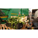 Immagine: Mercati a Torino: al via il progetto di miglioramento della raccolta organico a Porta Palazzo | Video