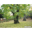 Immagine: Giornata nazionale degli alberi, il Comune di Milano annuncia 9.200 nuove piantumazioni