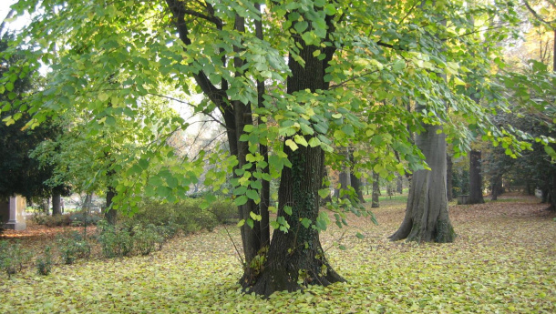 Immagine: Giornata nazionale degli alberi, il Comune di Milano annuncia 9.200 nuove piantumazioni