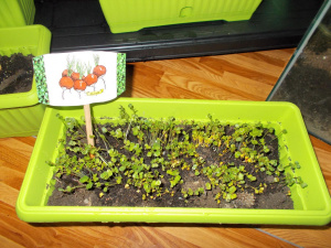 Con Nonno Domenico i bambini preparano l'orto