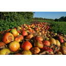 Immagine: La Corte dei Conti Ue denuncia: la lotta a spreco alimentare è inefficace