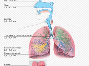 Milano, polveri ultrasottili (pm2,5) 5 volte oltre il limite