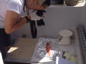 Arriva in Italia il documentario 'A Plastic Ocean', in anteprima il 13 marzo presso l’ambasciata americana a Roma