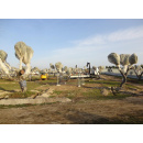 Immagine: Tap, dalla prefettura stop di 48 ore all'espianto degli ulivi a San Foca: 'Adesso la regione si muova'