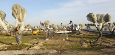 Tap, dalla prefettura stop di 48 ore all'espianto degli ulivi a San Foca: 'Adesso la regione si muova'