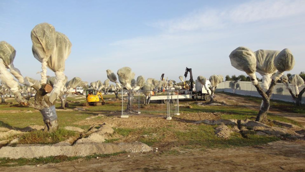 Immagine: Tap, dalla prefettura stop di 48 ore all'espianto degli ulivi a San Foca: 'Adesso la regione si muova'