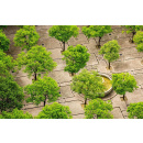 Immagine: 'Cittadino albero. Spazio pubblico, spazio verde e spazio sociale': gli esiti del bando