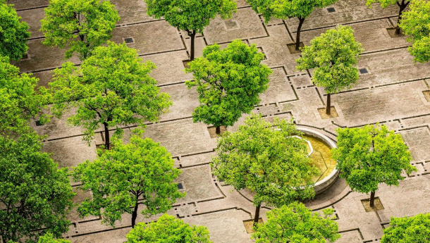 Immagine: 'Cittadino albero. Spazio pubblico, spazio verde e spazio sociale': gli esiti del bando