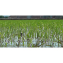 Immagine: 'Riso Bio, un'altra agricoltura è possibile'