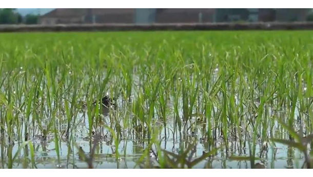 Immagine: 'Riso Bio, un'altra agricoltura è possibile'
