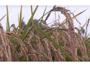 'Riso Bio, un'altra agricoltura è possibile'