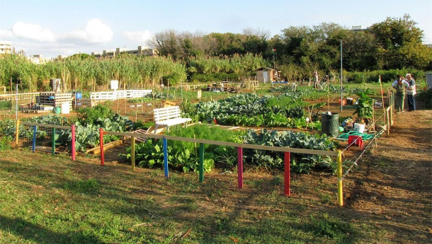 Immagine: Verde urbano, Lipu pubblica documento per salvare la biodiversità e la salute dei cittadini nelle città