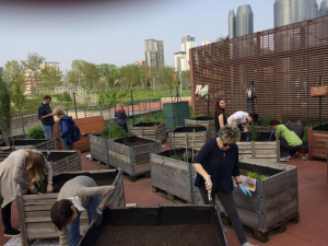 Orti urbani, da sabato 22 aprile al via i corsi di ortocultura di 'Orti Dora in Poi' organizzati da Innesto