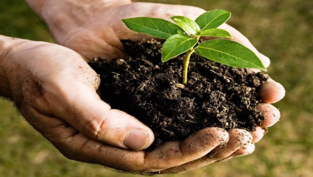 Immagine: CIC e la Città per il Verde: aperte le iscrizioni per il premio “Il Comune più organico”