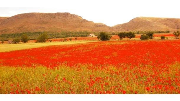 Immagine: Online il primo rapporto sullo Stato del Capitale Naturale in Italia