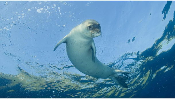 Immagine: Giornata Mondiale Ambiente, WWF: dal 1970 al 2012 perso il 58% della ricchezza della vita sulla Terra per colpa dell'uomo