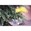 Immagine: Forse per troppo zelo la procedura d'infrazione all'Italia sui sacchetti