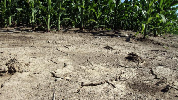 Immagine: Siccità, stato di emergenza a Parma e Piacenza. Raggi: