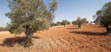 Siccità, ecco 10 consigli pratici per un consumo più efficiente dell'acqua