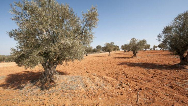 Immagine: Siccità, ecco 10 consigli pratici per un consumo più efficiente dell'acqua