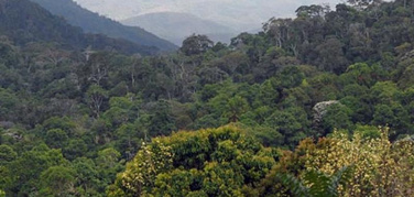 Emilia Romagna: più alberi meno smog. Stanziati 8 milioni di euro per la forestazione ed estensione dei boschi