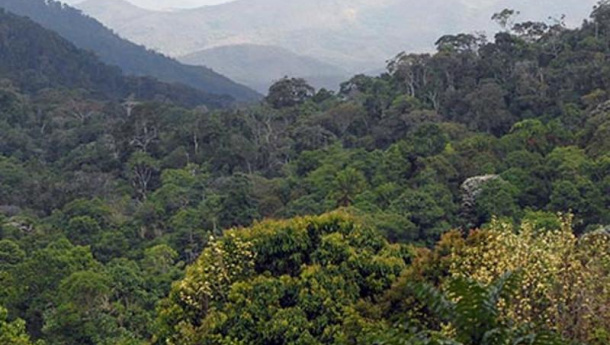 Immagine: Emilia Romagna: più alberi meno smog. Stanziati 8 milioni di euro per la forestazione ed estensione dei boschi
