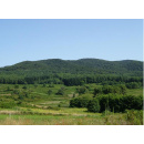 Immagine: Proteggere le foreste dai danni causati dall'ozono, al via il progetto MITIMPACT Alcotra