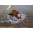 Immagine: Clima: giugno 2017 è stato il quarto più caldo in 137 anni