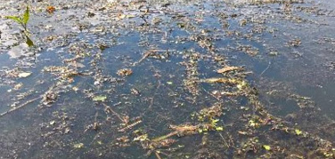 Myriophyllum aquaticum nelle acque del Po: gli interventi di eradicazione manuale saranno effettuati dal Comune di Torino in accordo con la Regione Piemonte