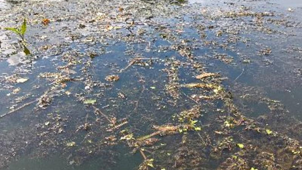 Immagine: Myriophyllum aquaticum nelle acque del Po: gli interventi di eradicazione manuale saranno effettuati dal Comune di Torino in accordo con la Regione Piemonte