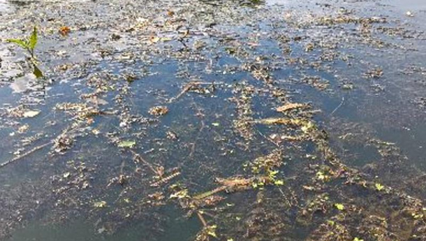 Immagine: Myriophyllum aquaticum nelle acque del Po: gli interventi di eradicazione manuale saranno effettuati dal Comune di Torino in accordo con la Regione Piemonte