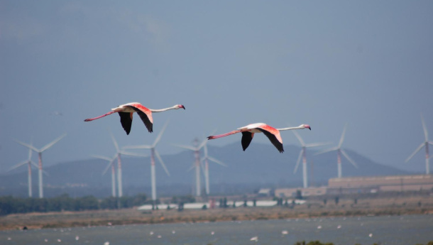 Immagine: Un appello per una Sardegna all’avanguardia nella transizione energetica