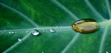 Consiglio comunale di Torino: istituita la Consulta per l’Ambiente e il Verde