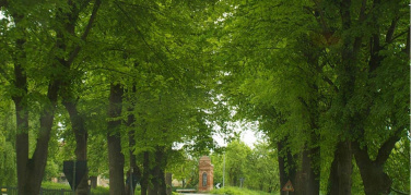 3° Giornata Europea delle Alberate: convegno a Torino sabato 21 ottobre