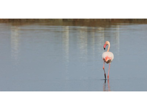 Saline Conti Vecchi, il progetto di Eni e Fai dove convivono ambiente e industria