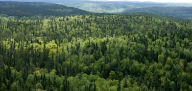 Dalla Mostra d’Oltremare all’Orto botanico ecco la Festa dell’Albero a Napoli