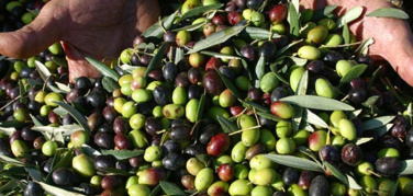 Slow Food: il documento sulla prossima Politica Agricola Comune non va nella direzione della sostenibilità