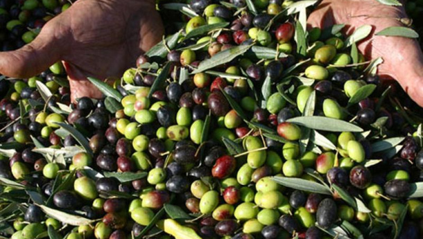 Immagine: Slow Food: il documento sulla prossima Politica Agricola Comune non va nella direzione della sostenibilità