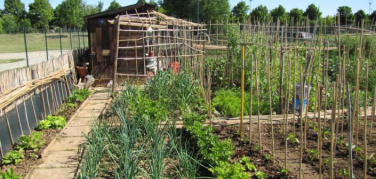 Torino, una mozione per promuovere l'agricoltura in città