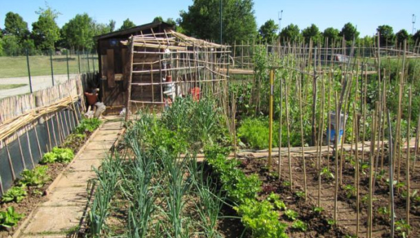 Immagine: Torino, una mozione per promuovere l'agricoltura in città