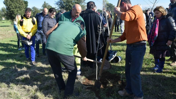 Immagine: Roma, forestazione urbana: nuovi alberi nei municipi III e V