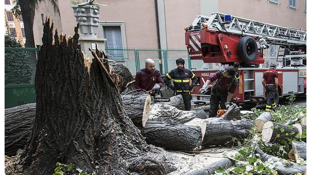 Immagine: Alberi abbattuti a Roma per la sicurezza, residenti e cittadini si oppongono
